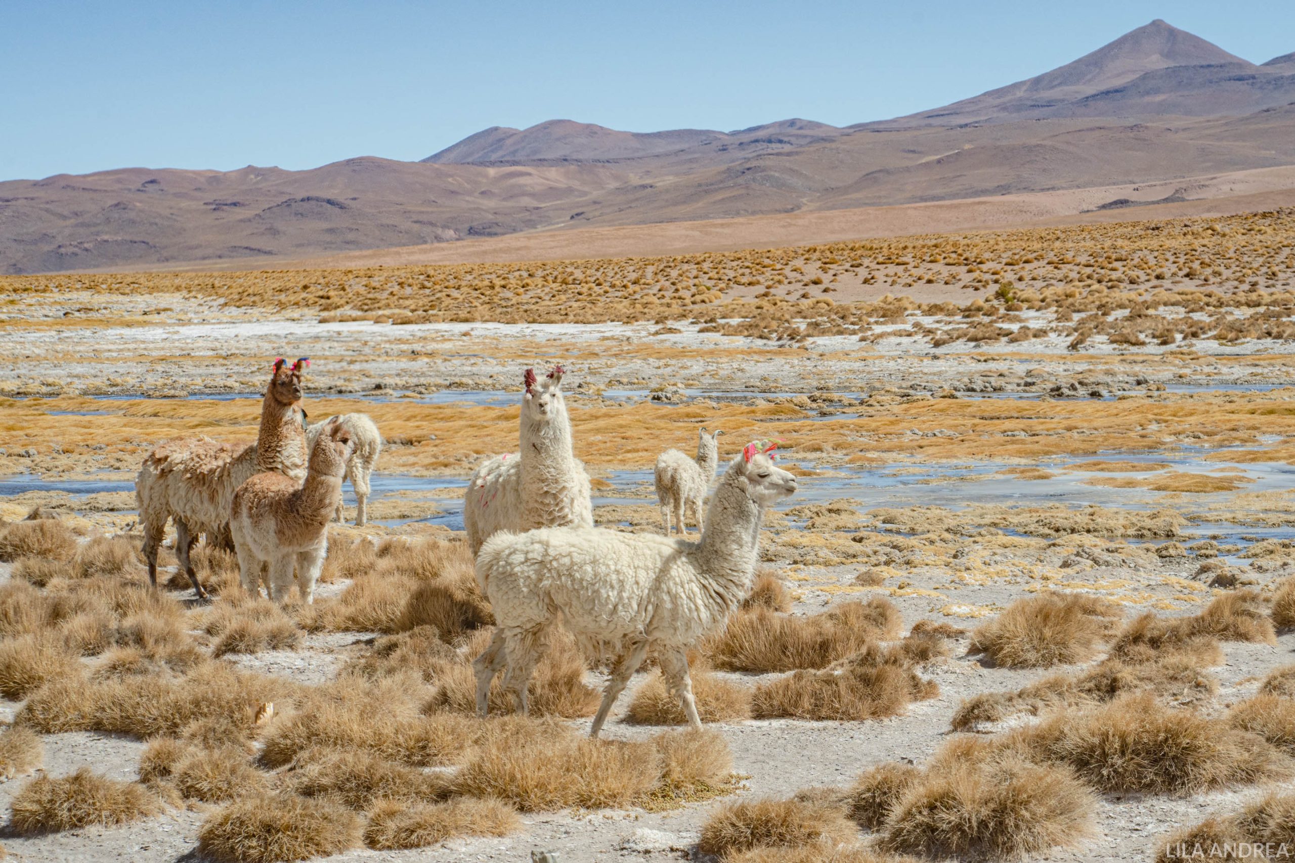 Alpacas - Riquezas de Bolivia